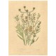 Flax Art Poster | Encyclopedia Wildflower C | FWP-AP-EN1C